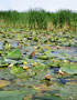 Danube Delta
