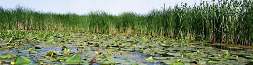 Attractions - Danube Delta