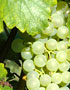 Tokaj grapes